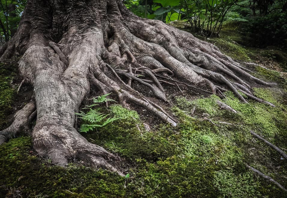 Kořeny starého stromu