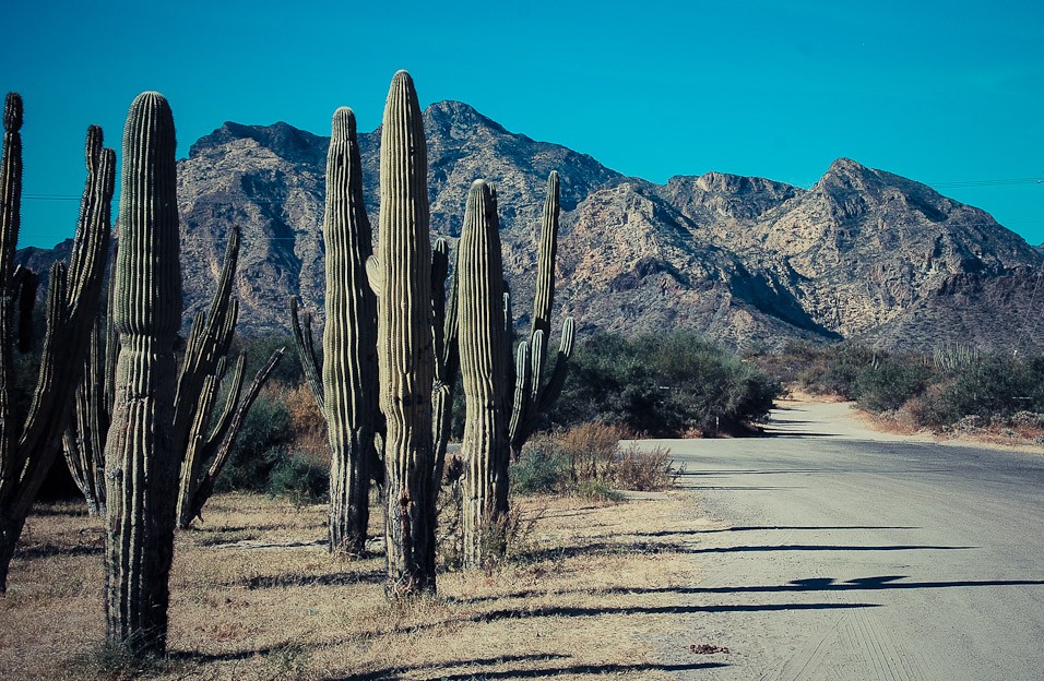 Mexico a kaktusy tok sobě patří