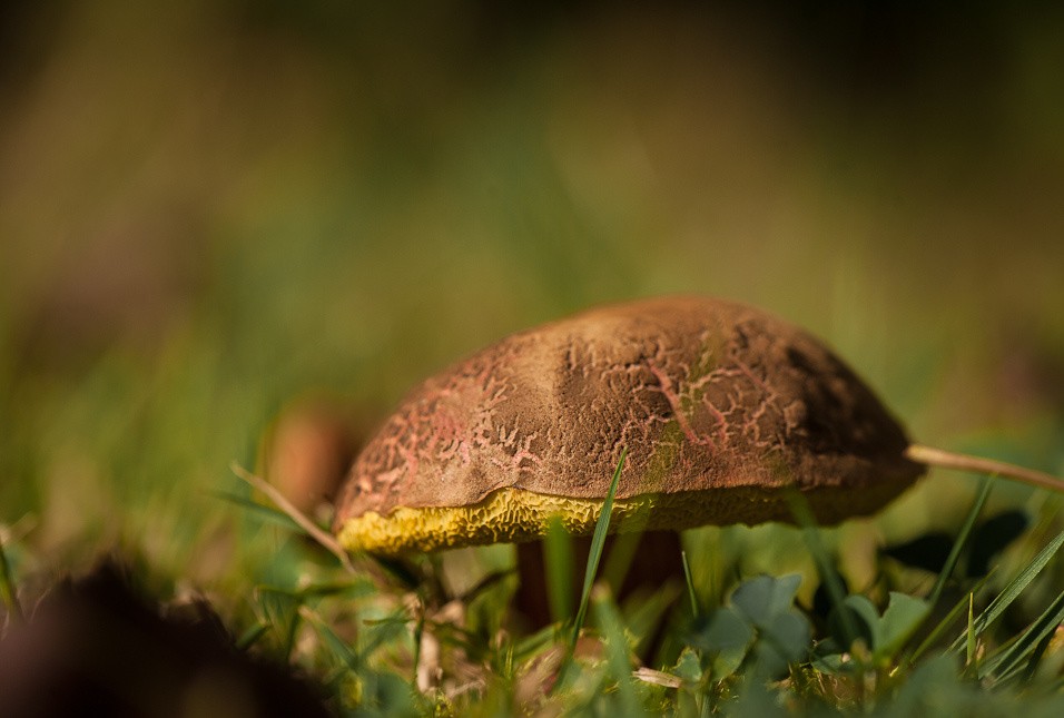 Proč chodit na houby do lesa