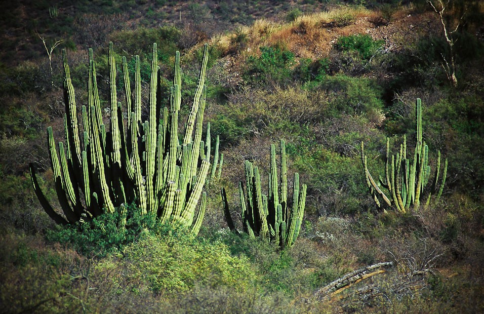 Mexico - Hermosillo 