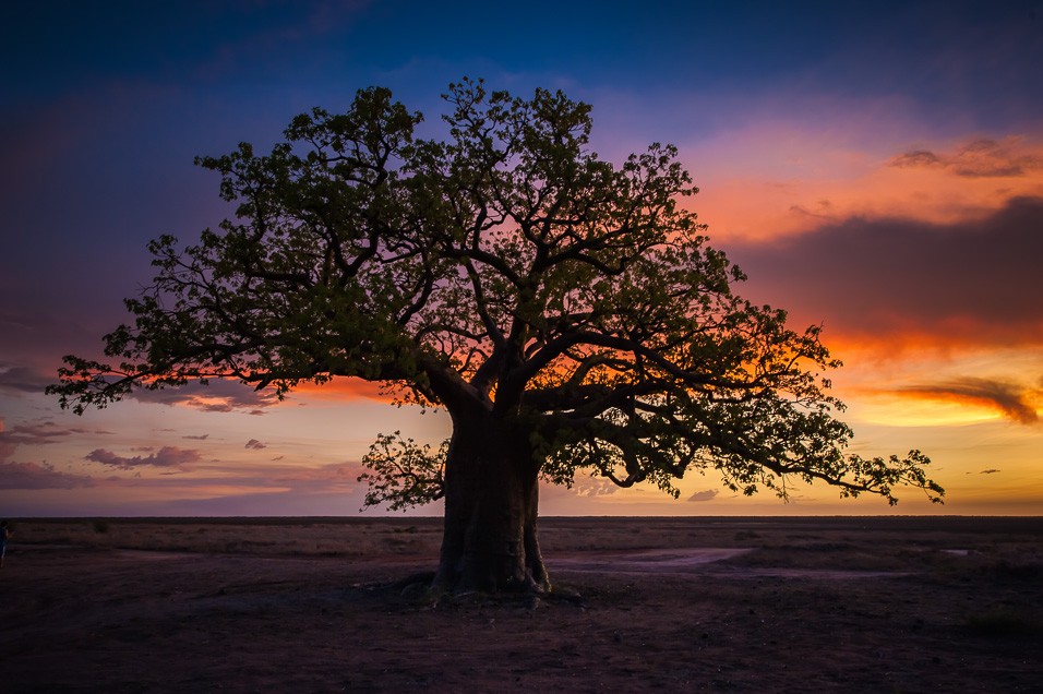 Baobab při západu 