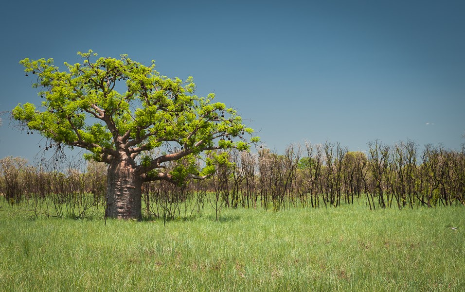 Kimberley je plná baobabů