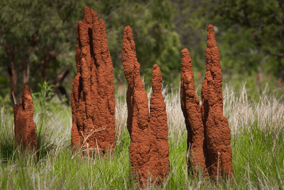 Magnetic Termite Mounds