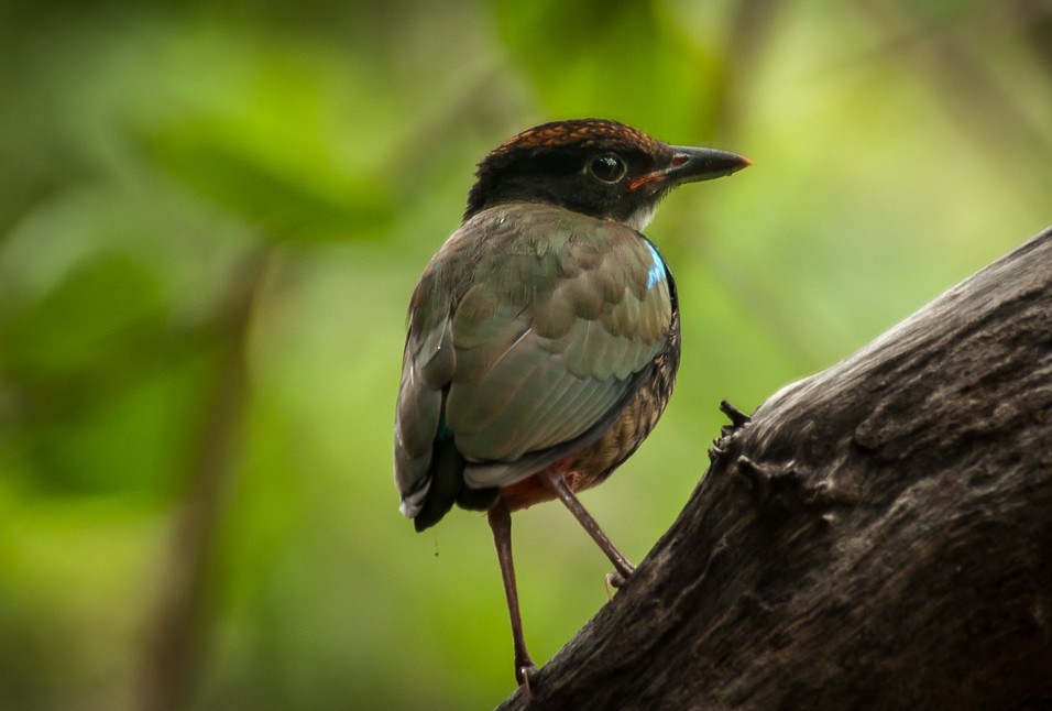 Ptačí obyvatel NP Kakadu