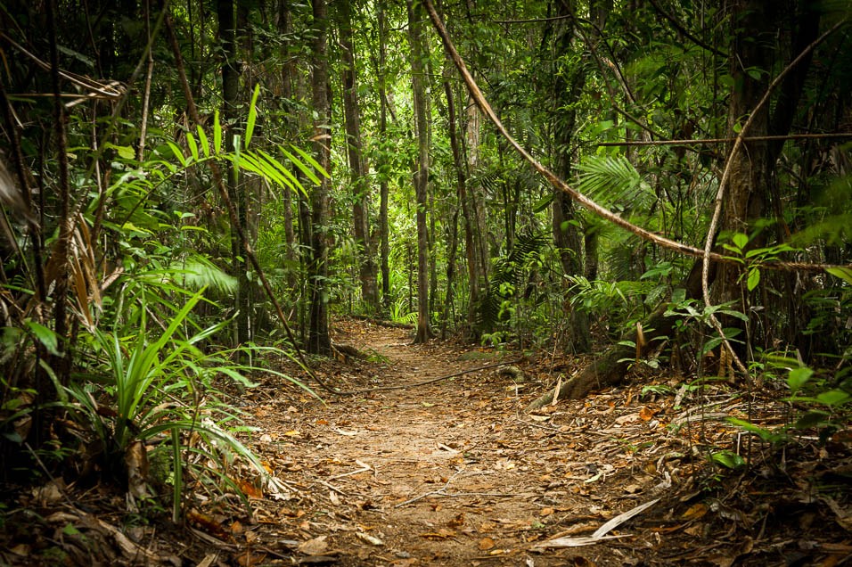 tropický deštný prales Cape York