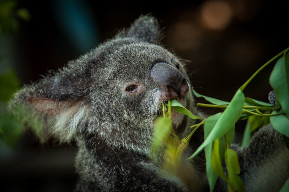 Právě proto se jmenuje Koala