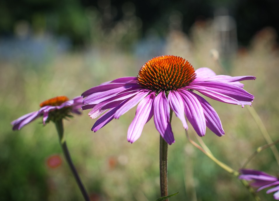 Flora Olomouc