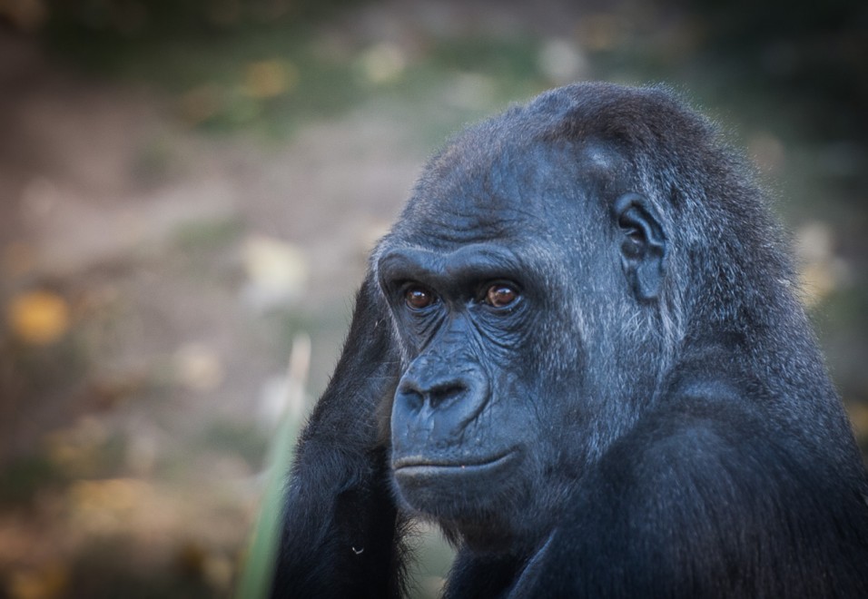 Další návštěva ZOO