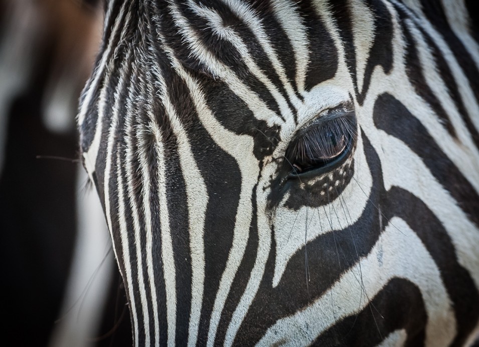 Zebra kouká