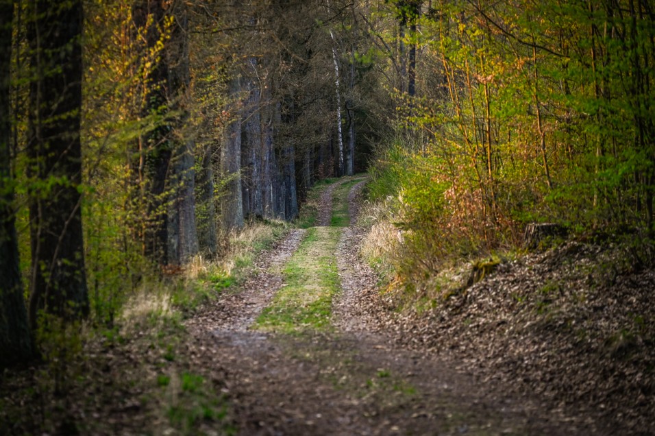 Lesní cestou do Zlenic