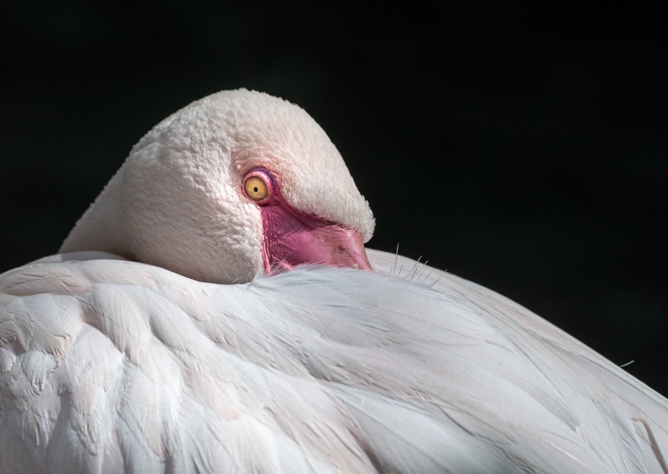 Plameňák v pražské ZOO