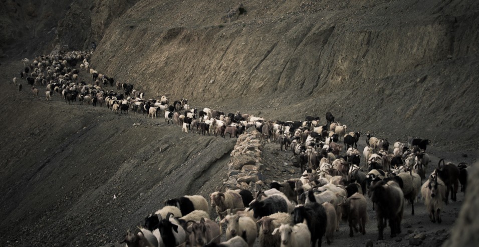 Obecní stádo ovcí a koz