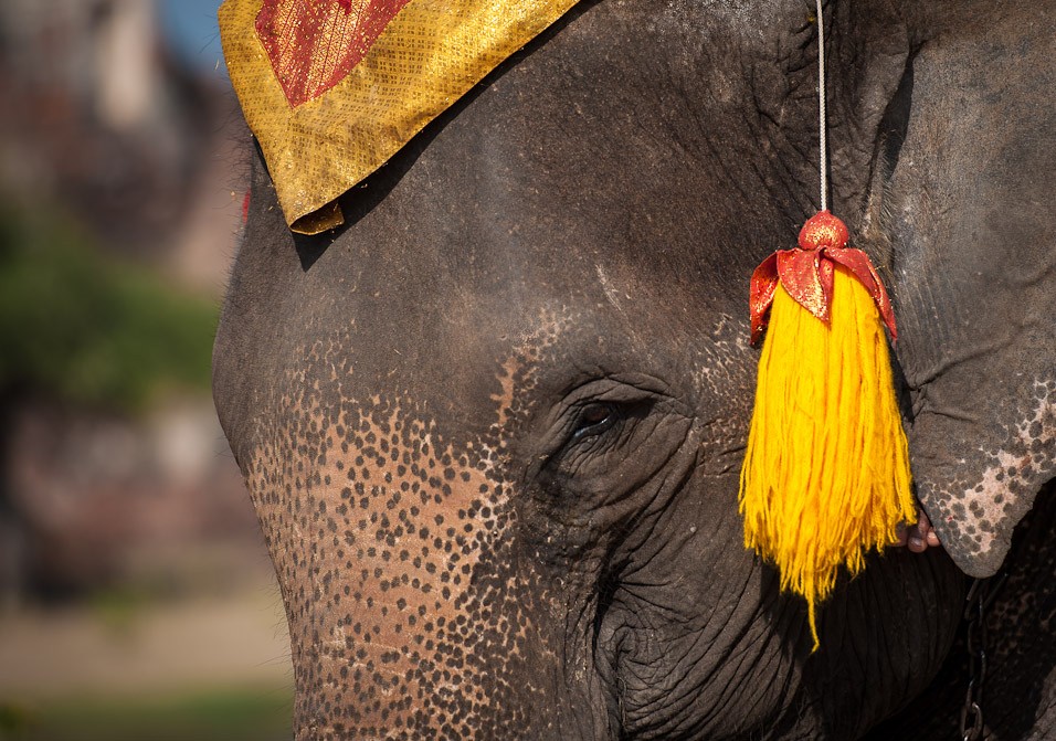 Slon a Auytthaya patří k sobě