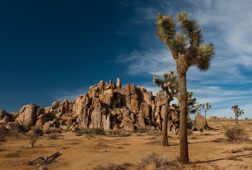 Národní park Joshua Tree