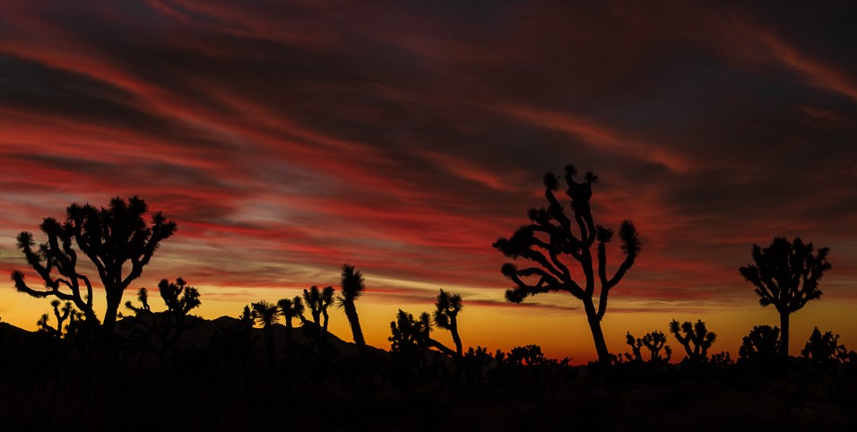 Večerní rozloučení s joshua tree