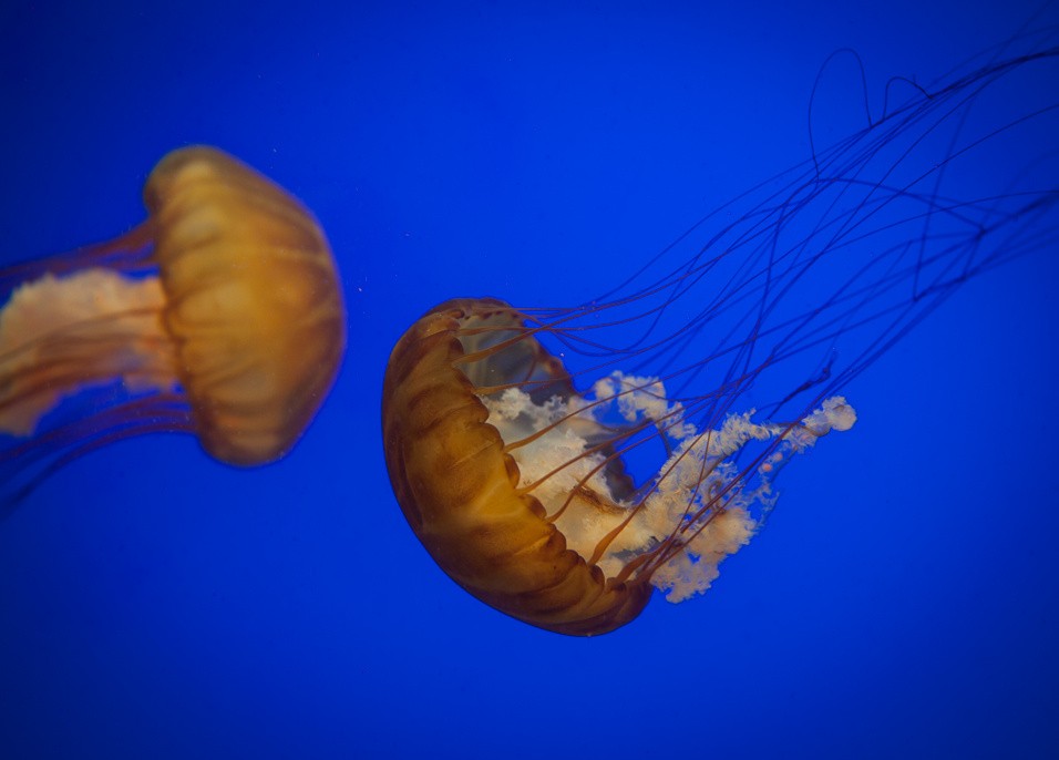 Krásné medúzy 
