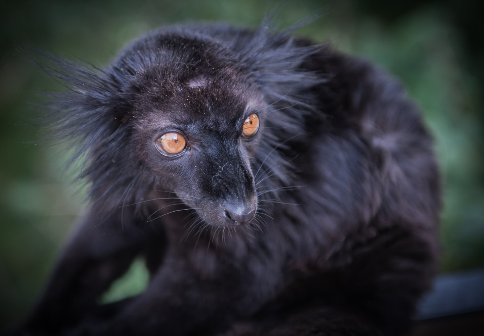 Lemur a jeho zvířecí pohled