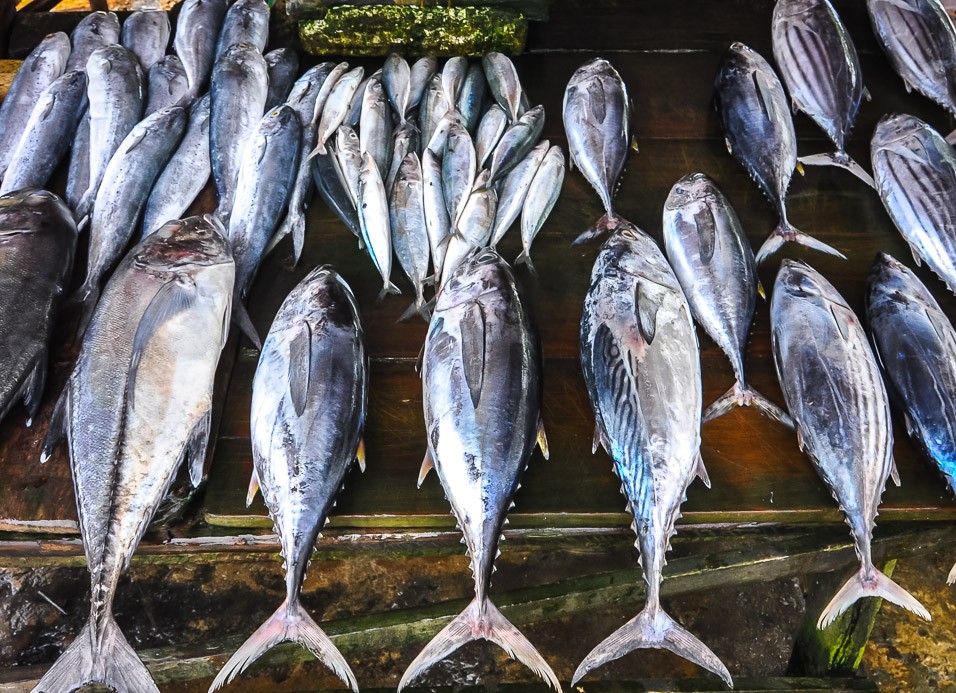 Rybí trh Mirissa
