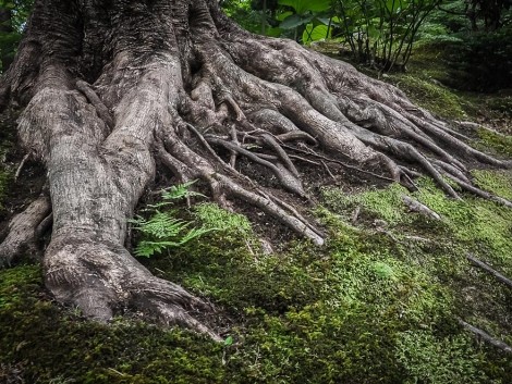 Kořeny starého stromu