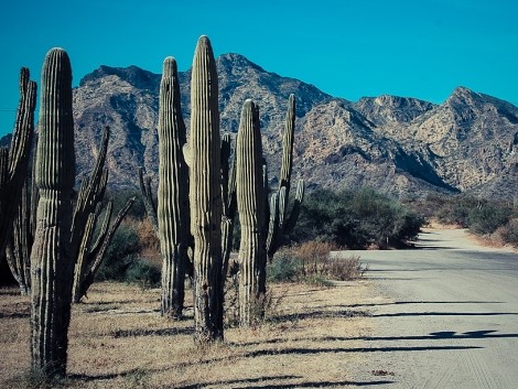 Mexico a kaktusy tok sobě patří