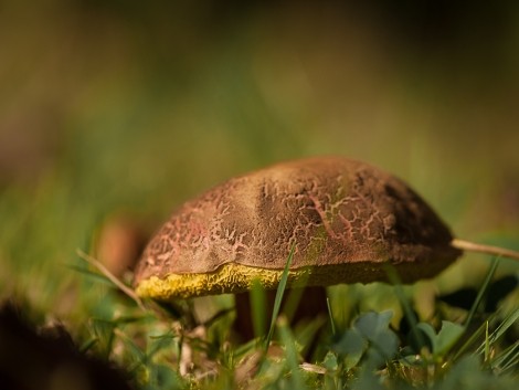 Proč chodit na houby do lesa