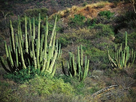 Mexico - Hermosillo 