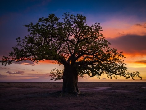 Baobab při západu 