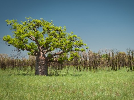 Kimberley je plná baobabů
