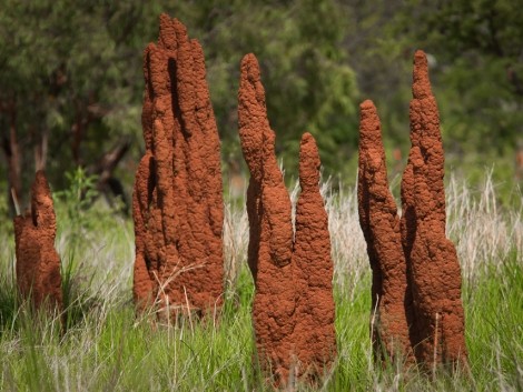 Magnetic Termite Mounds