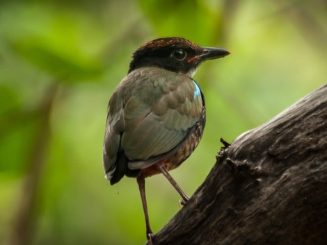Ptačí obyvatel NP Kakadu
