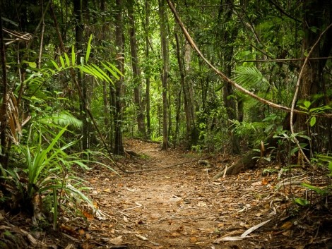 tropický deštný prales Cape York