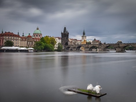 Labutě a Karlův most