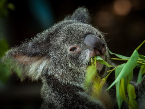 Právě proto se jmenuje Koala