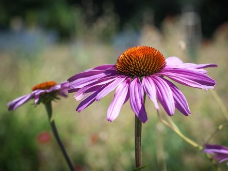 Flora Olomouc