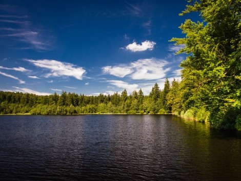 Velký pařezitý rybník