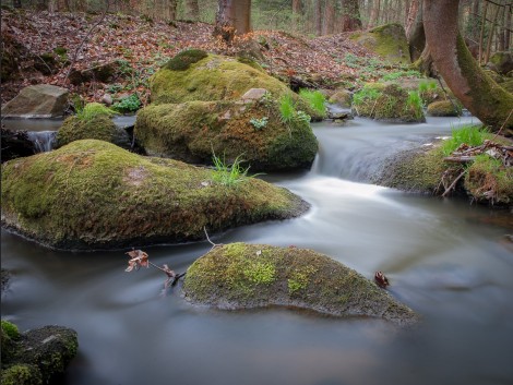 Voděradské bučiny