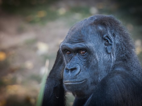 Další návštěva ZOO