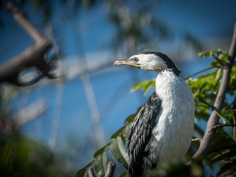 Pavilon australských ptáků