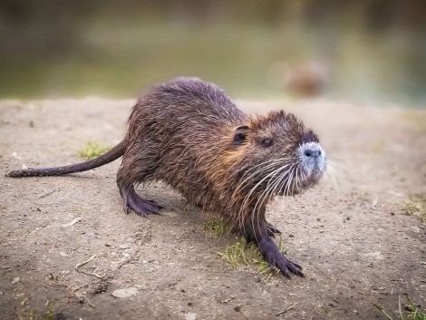 Nutrie u Sázavy