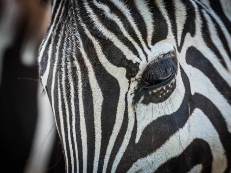 Zebra kouká