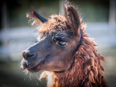 Nový přírůstek - lama