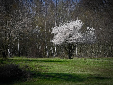 Pomalu to rozkvétá a zelená