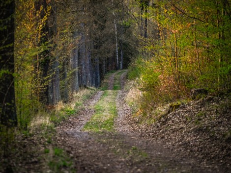 Lesní cestou do Zlenic