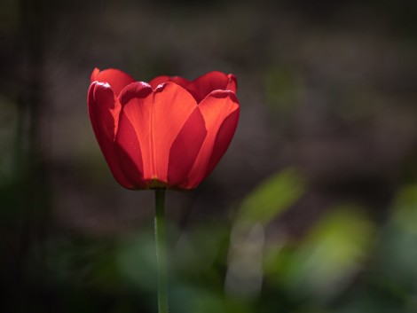 Krásný divoký tulipán