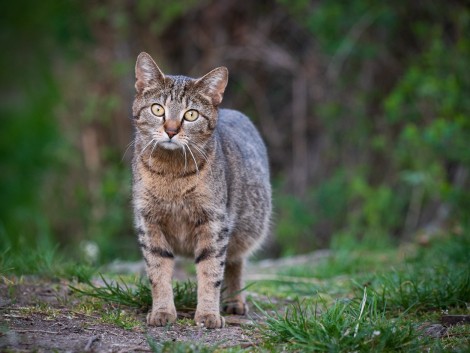 Kočka z Kamenného Přívozu