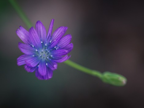 Flora okolo Svatého Jána