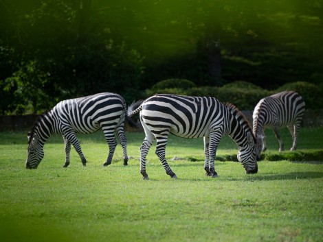 Zebry na pastvě