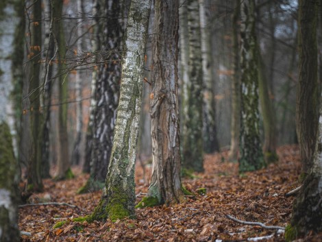 Březový les u Mirošovic