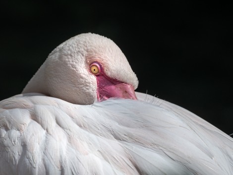 Plameňák v pražské ZOO