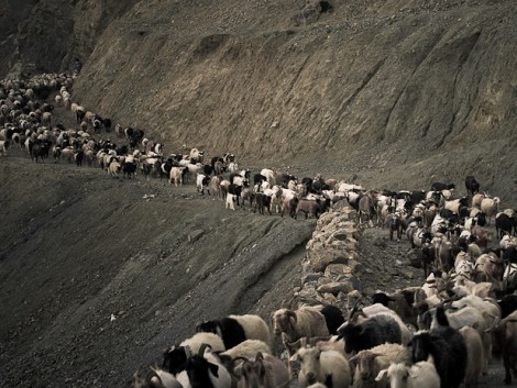 Obecní stádo ovcí a koz